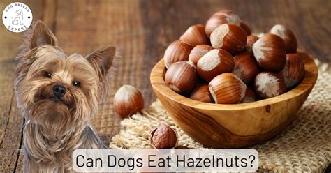Can dogs eat hazelnuts?