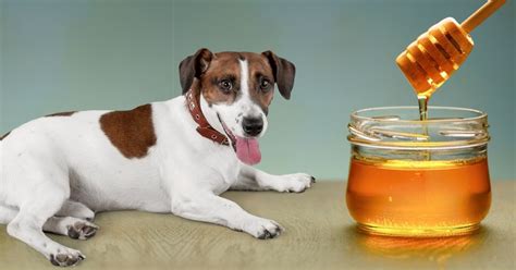 Can dogs eat honey?