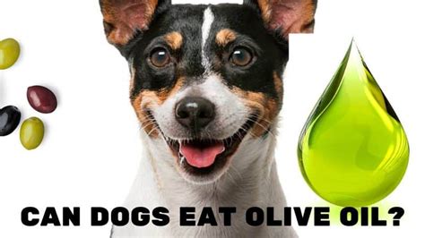 Can dogs eat olive oil?