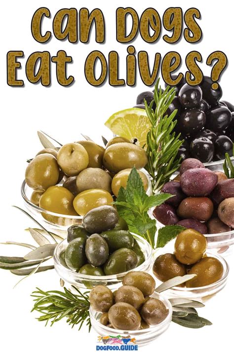 Can dogs eat olives?