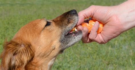 Can dogs eat oranges?