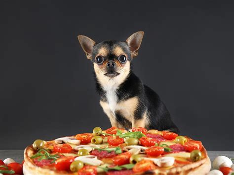 Can dogs eat pepperoni?