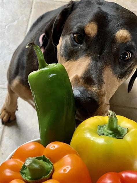 Can dogs eat peppers?