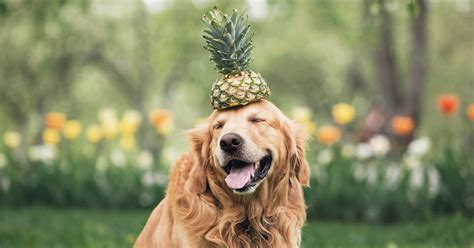 Can dogs eat pineapples?
