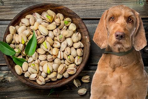 Can dogs eat pistachio?
