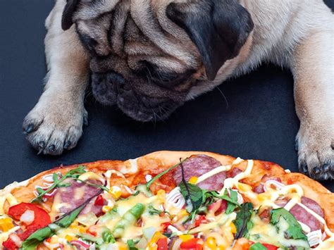 Can dogs eat pizza?