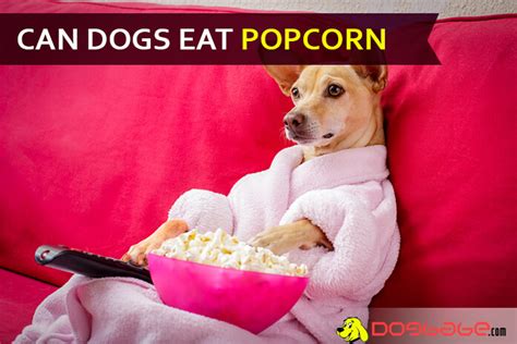 Can dogs eat popcorn?