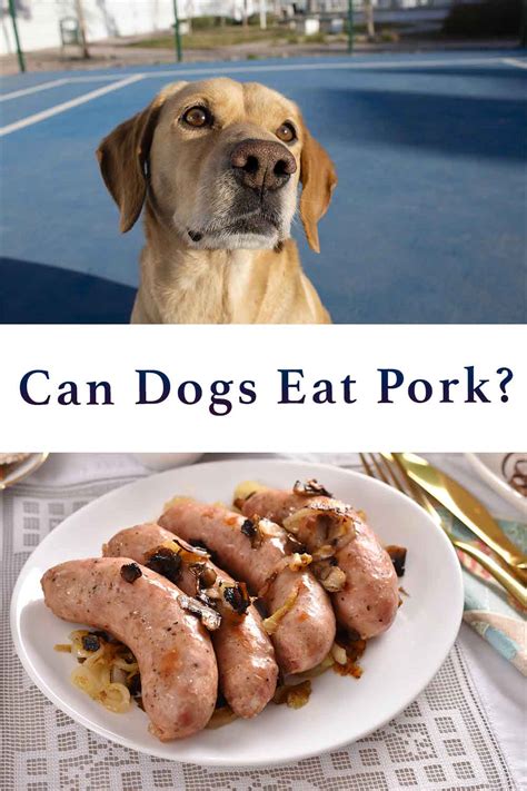 Can dogs eat pork?