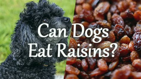 Can dogs eat raisins?