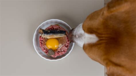 Can dogs eat raw eggs NZ?