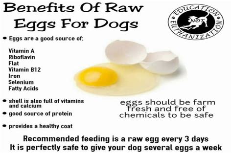 Can dogs eat raw eggs with shell?