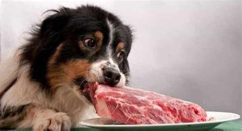 Can dogs eat raw steak?