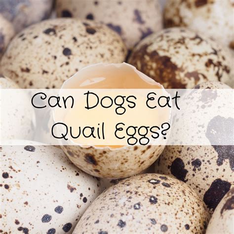 Can dogs eat rotten eggs?