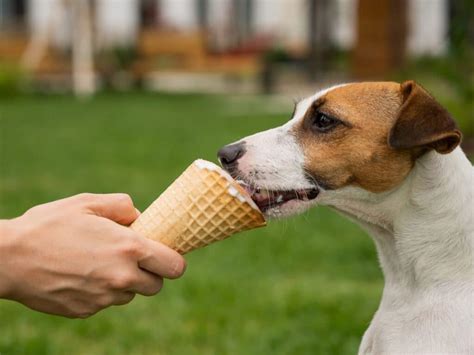Can dogs eat vanilla?