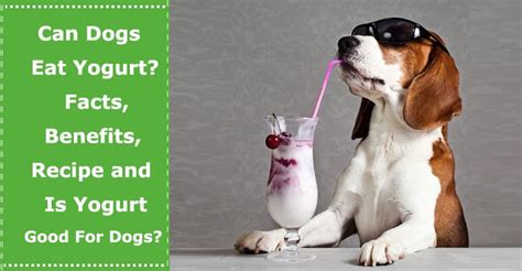 Can dogs eat yogurt?