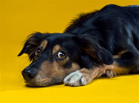 Can dogs feel embarrassed?