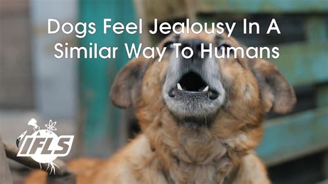 Can dogs feel jealousy?