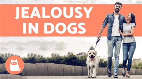 Can dogs feel jealousy?