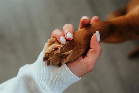 Can dogs feel when you touch their ears?