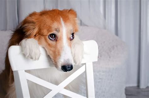 Can dogs feel you crying?