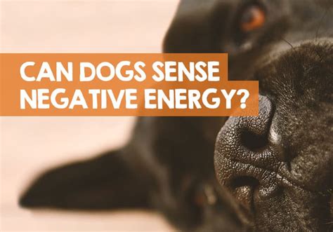 Can dogs feel your energy?