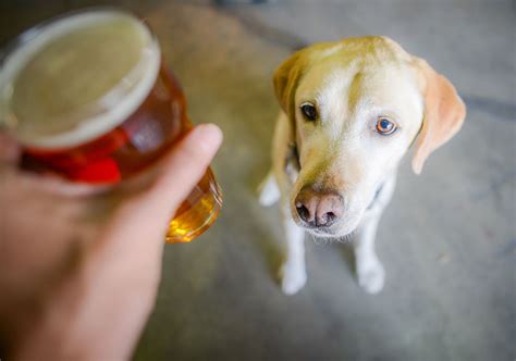 Can dogs fetch beer?