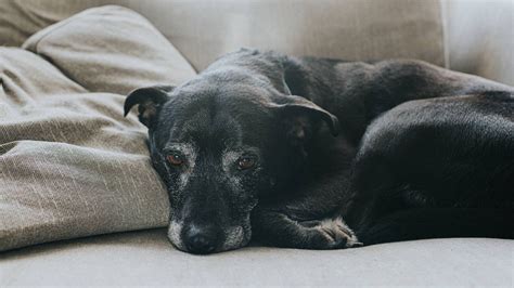 Can dogs get GDV twice?