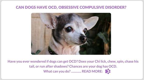 Can dogs get OCD?