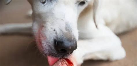 Can dogs get a taste for human blood?