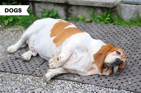 Can dogs get bloated without it being serious?