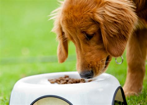 Can dogs get bored of their kibble?