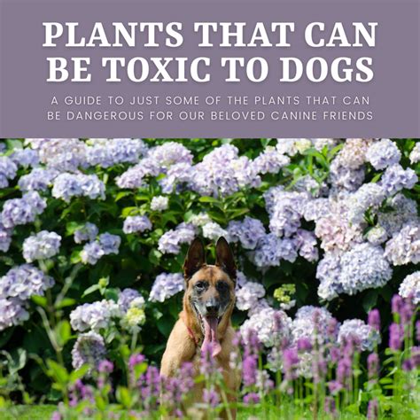 Can dogs get poisoned by plants?