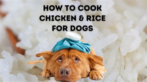 Can dogs get rice poisoning?