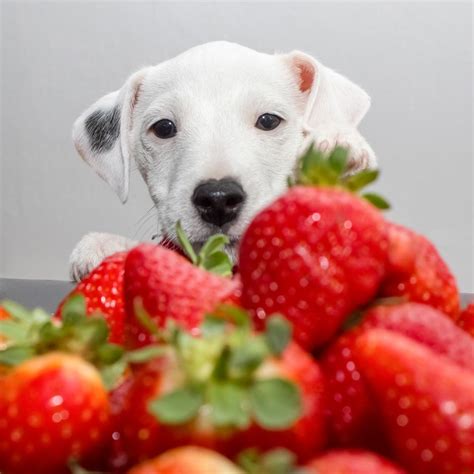 Can dogs have 3 strawberries?