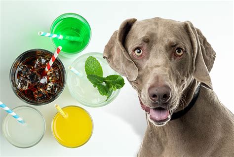 Can dogs have a drop of soda?