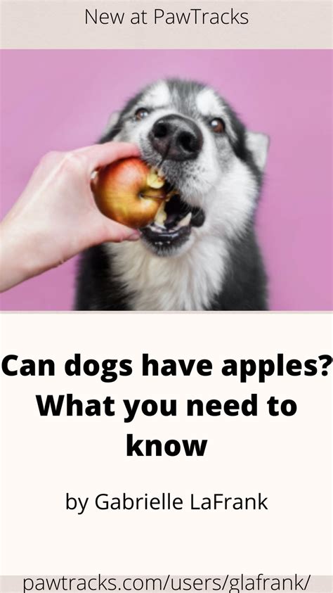 Can dogs have apple?