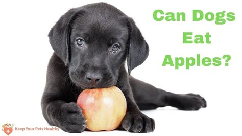 Can dogs have apples?