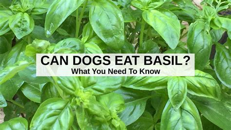 Can dogs have basil?