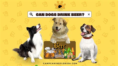 Can dogs have beer?