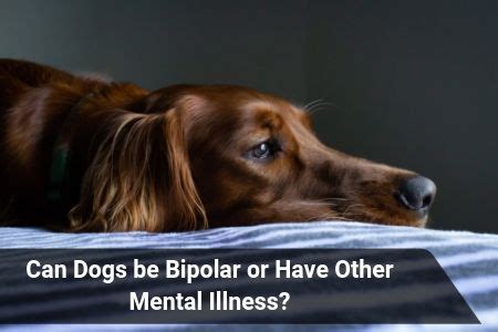 Can dogs have bipolar?