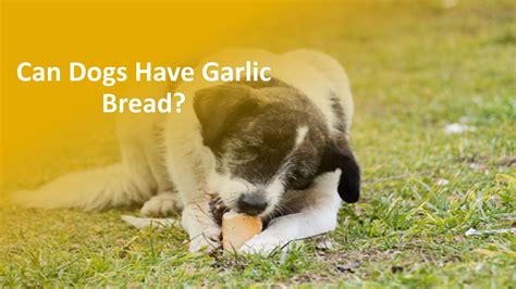 Can dogs have bread?