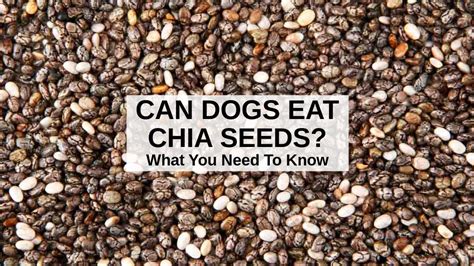 Can dogs have chia seeds?