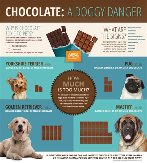 Can dogs have chocolate?