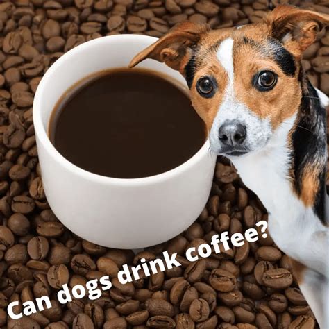 Can dogs have coffee?