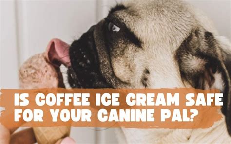 Can dogs have coffee ice cream?