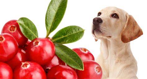 Can dogs have cranberries?