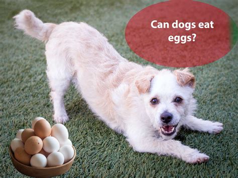 Can dogs have eggs?