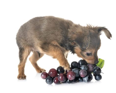 Can dogs have grapes?