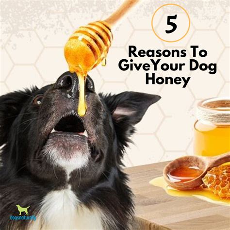 Can dogs have honey?