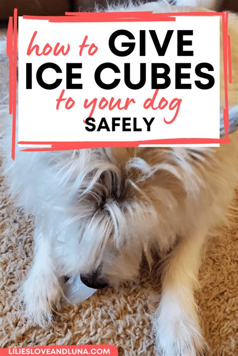 Can dogs have ice?